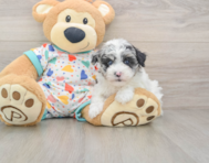 6 week old Havapoo Puppy For Sale - Seaside Pups