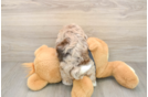 Havapoo Puppy for Adoption