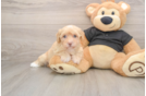 Energetic Havadoodle Poodle Mix Puppy
