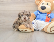 5 week old Havapoo Puppy For Sale - Seaside Pups