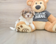 8 week old Havapoo Puppy For Sale - Seaside Pups