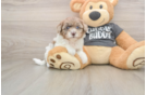Little Havadoodle Poodle Mix Puppy