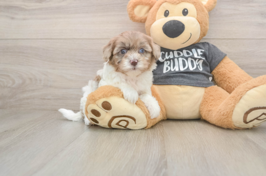 Little Havadoodle Poodle Mix Puppy