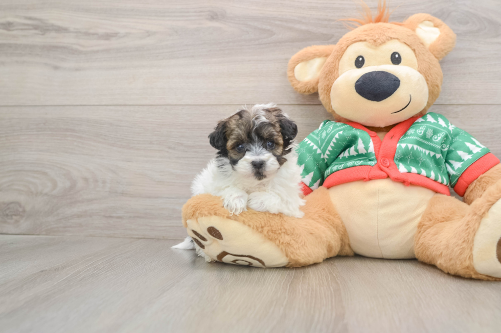 Havapoo Puppy for Adoption