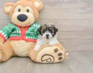 6 week old Havapoo Puppy For Sale - Seaside Pups