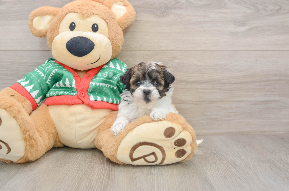 5 week old Havapoo Puppy For Sale - Seaside Pups