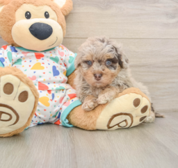 8 week old Havapoo Puppy For Sale - Seaside Pups