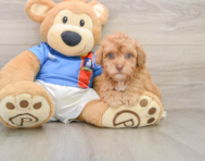5 week old Havapoo Puppy For Sale - Seaside Pups
