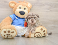 6 week old Havapoo Puppy For Sale - Seaside Pups
