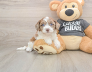 8 week old Havapoo Puppy For Sale - Seaside Pups