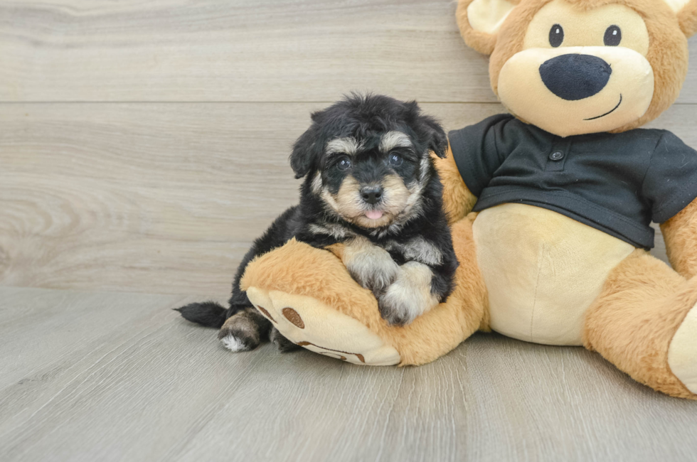 5 week old Havapoo Puppy For Sale - Seaside Pups