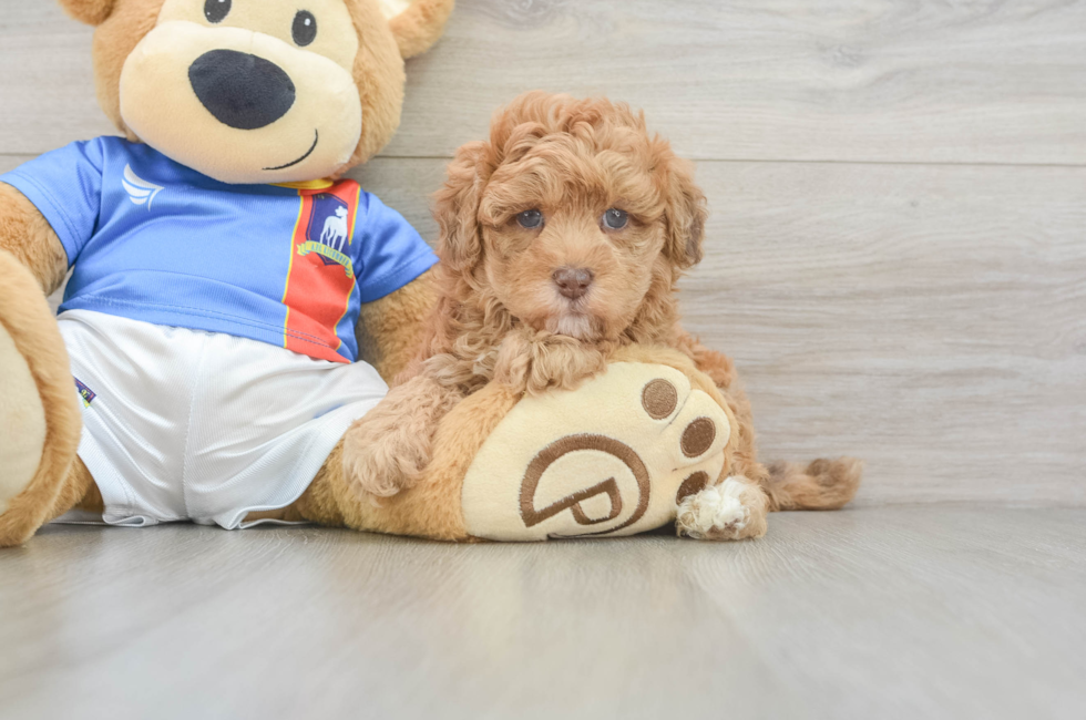 5 week old Havapoo Puppy For Sale - Seaside Pups