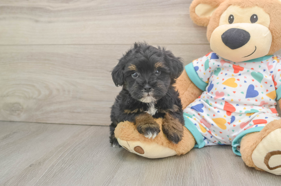 5 week old Havapoo Puppy For Sale - Seaside Pups
