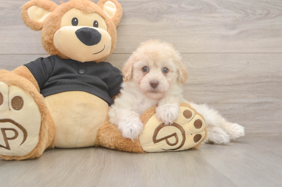 6 week old Havapoo Puppy For Sale - Seaside Pups