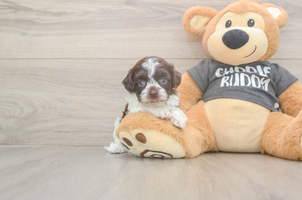 5 week old Havapoo Puppy For Sale - Seaside Pups