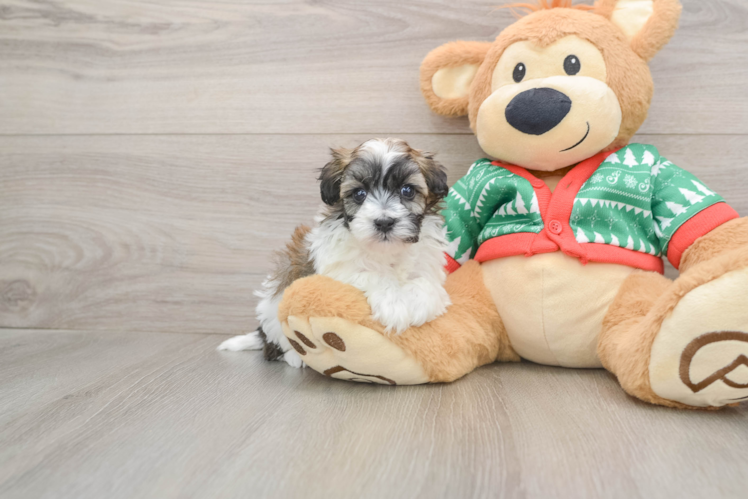 Smart Havapoo Poodle Mix Pup