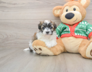 6 week old Havapoo Puppy For Sale - Seaside Pups