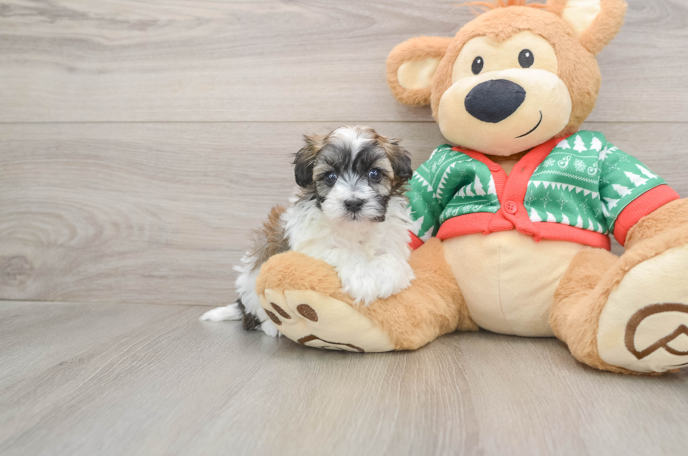 5 week old Havapoo Puppy For Sale - Seaside Pups