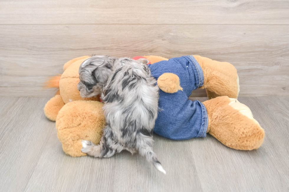 Havapoo Puppy for Adoption