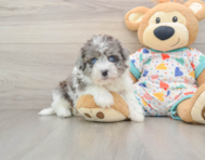 6 week old Havapoo Puppy For Sale - Seaside Pups