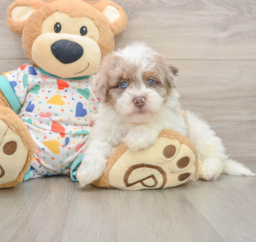 8 week old Havapoo Puppy For Sale - Seaside Pups