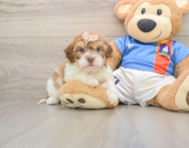 5 week old Havapoo Puppy For Sale - Seaside Pups