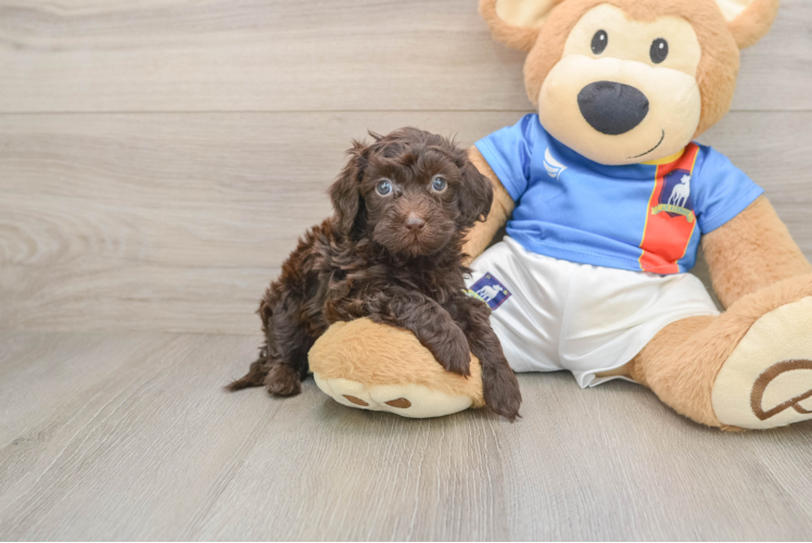 Cute Havapoo Baby