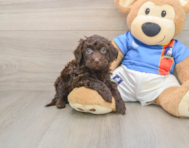 5 week old Havapoo Puppy For Sale - Seaside Pups