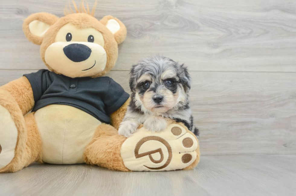 5 week old Havapoo Puppy For Sale - Seaside Pups