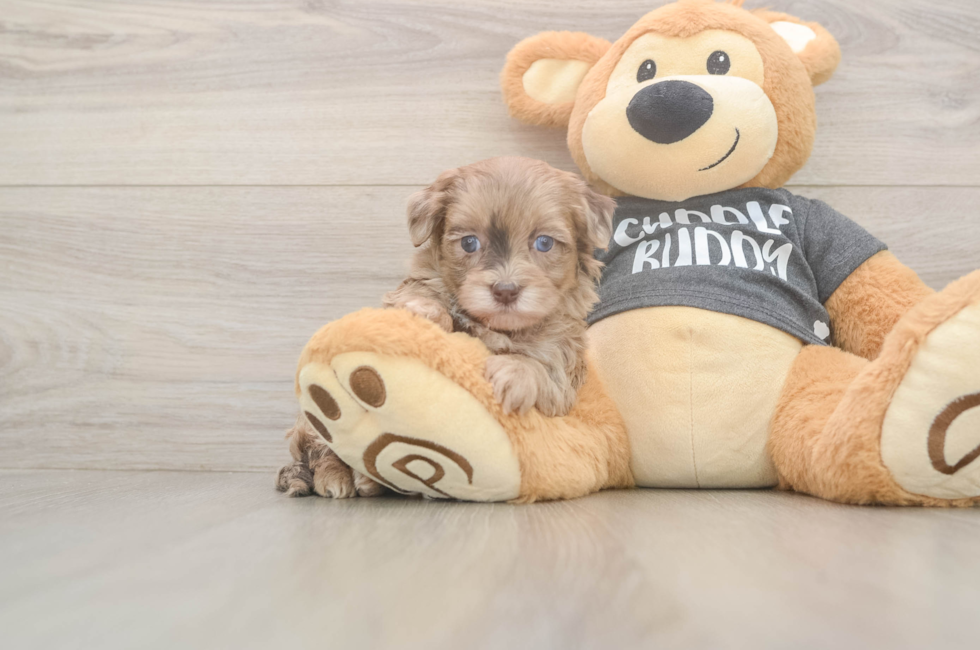 5 week old Havapoo Puppy For Sale - Seaside Pups