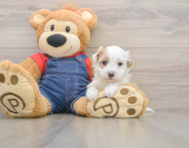 7 week old Havapoo Puppy For Sale - Seaside Pups