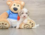 6 week old Havapoo Puppy For Sale - Seaside Pups