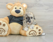 7 week old Havapoo Puppy For Sale - Seaside Pups