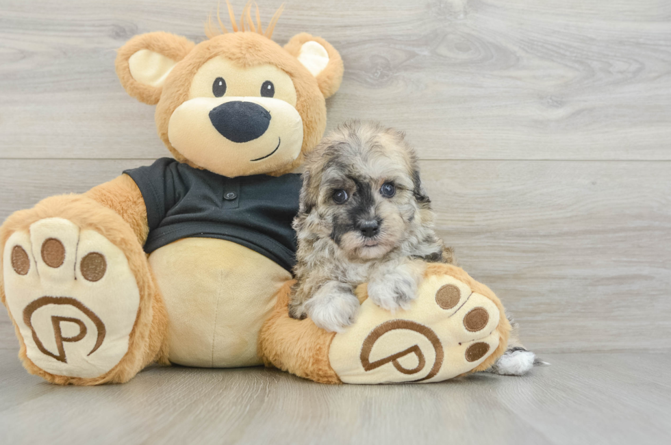 5 week old Havapoo Puppy For Sale - Seaside Pups