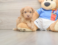 8 week old Havapoo Puppy For Sale - Seaside Pups