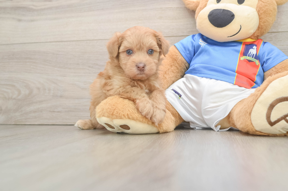 5 week old Havapoo Puppy For Sale - Seaside Pups