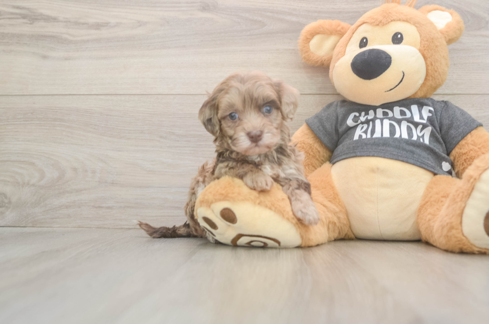 5 week old Havapoo Puppy For Sale - Seaside Pups