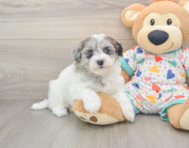 8 week old Havapoo Puppy For Sale - Seaside Pups