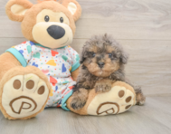 8 week old Havapoo Puppy For Sale - Seaside Pups