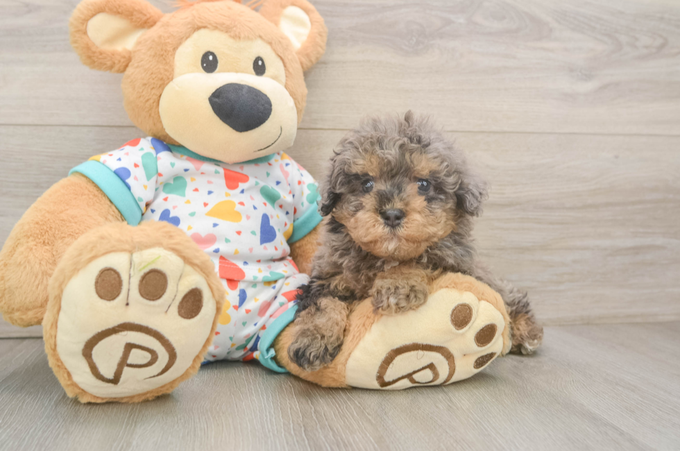 5 week old Havapoo Puppy For Sale - Seaside Pups