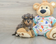 8 week old Havapoo Puppy For Sale - Seaside Pups