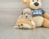 7 week old Havapoo Puppy For Sale - Seaside Pups