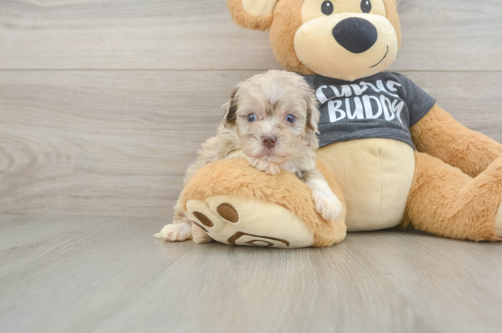 5 week old Havapoo Puppy For Sale - Seaside Pups