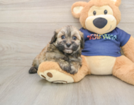 8 week old Havapoo Puppy For Sale - Seaside Pups