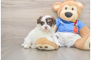 Havapoo Puppy for Adoption