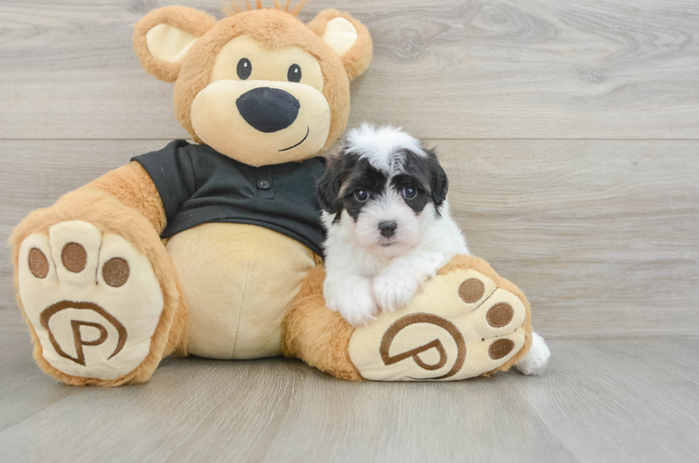 5 week old Havapoo Puppy For Sale - Seaside Pups