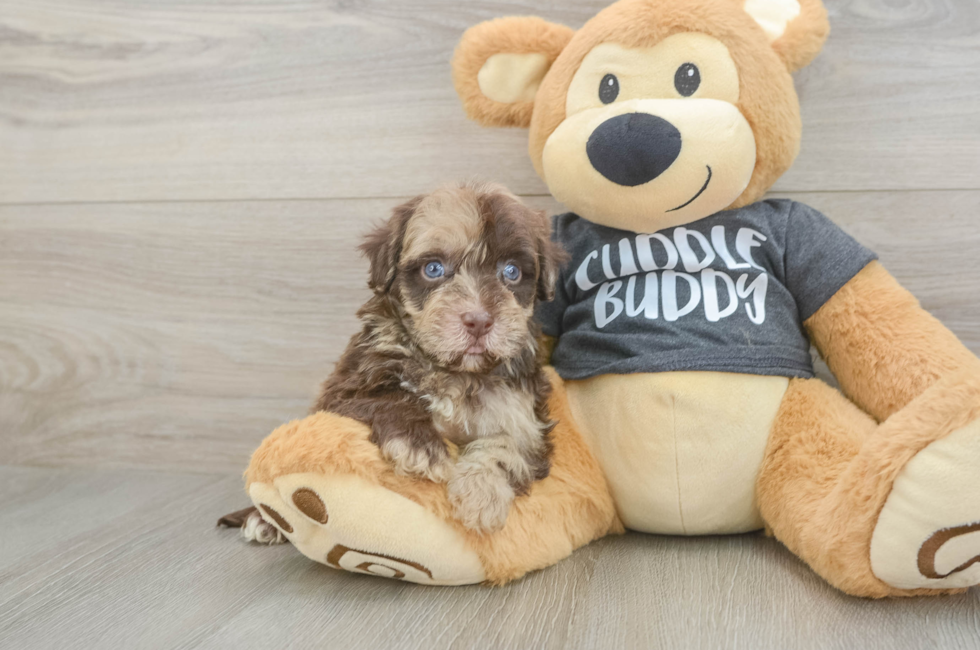 5 week old Havapoo Puppy For Sale - Seaside Pups