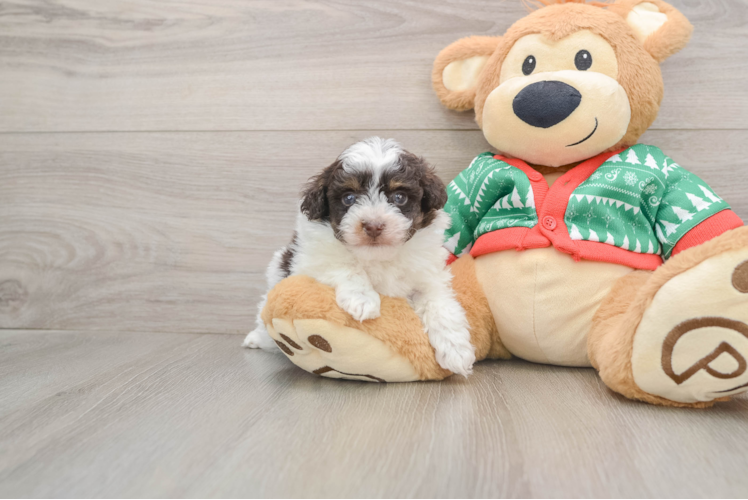 Havapoo Pup Being Cute