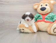 6 week old Havapoo Puppy For Sale - Seaside Pups