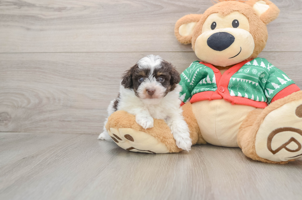 5 week old Havapoo Puppy For Sale - Seaside Pups